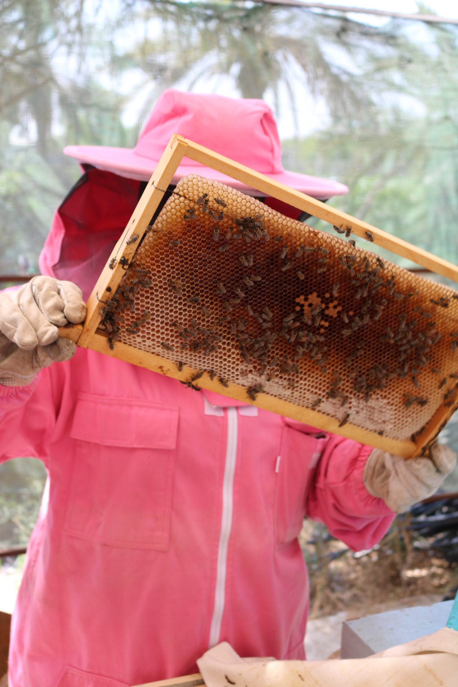 Emirati beekeeper holding a honeycomb frame
