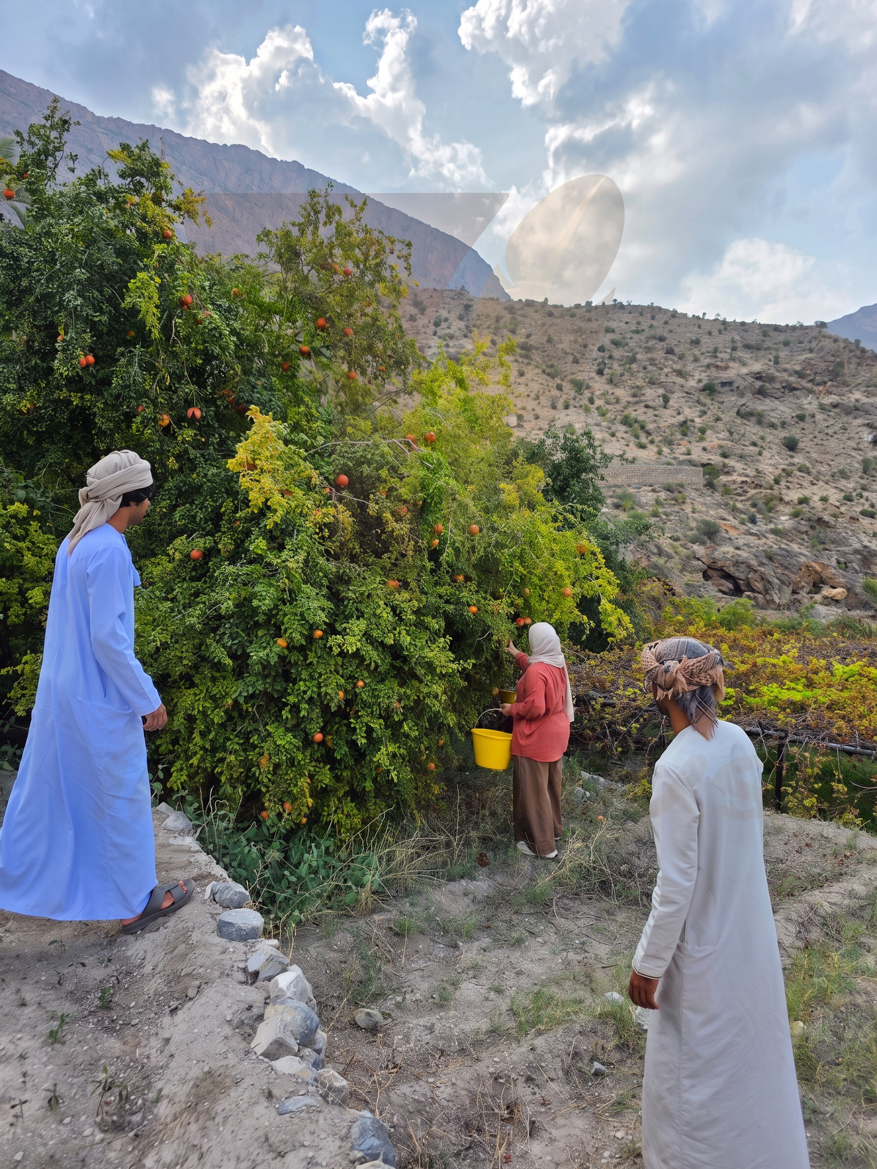 pomegranate harvest with local farmers Guest picking pomegranates with local farmers