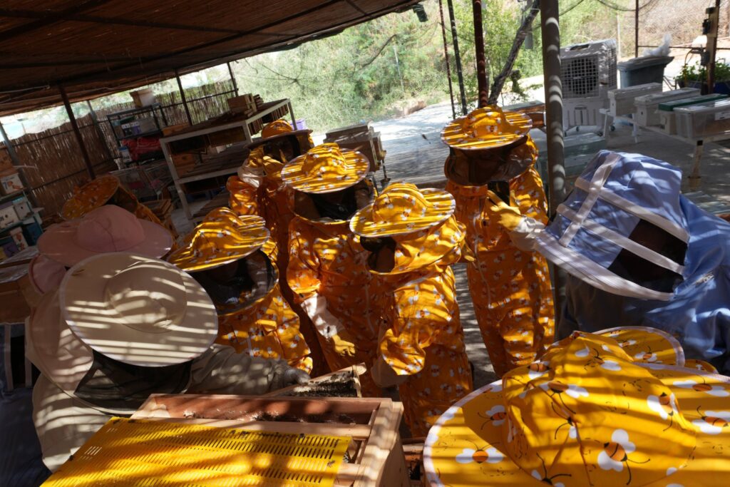 Guests in beekeeping suits inspecting a hive on the UAE Honey Trail