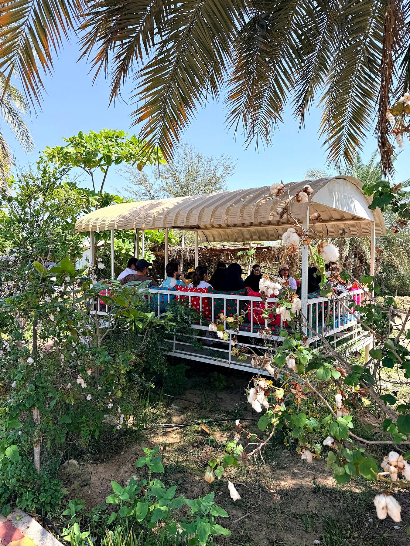 Guests in the garden majlis among the cotton plants at the farm