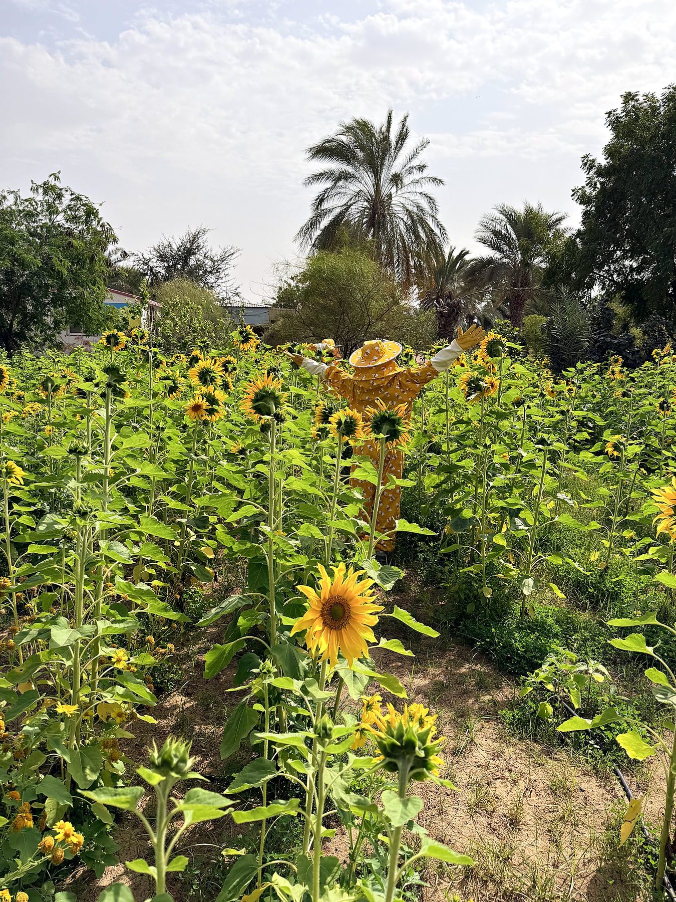 Sunflowers at the farm in Al Samha