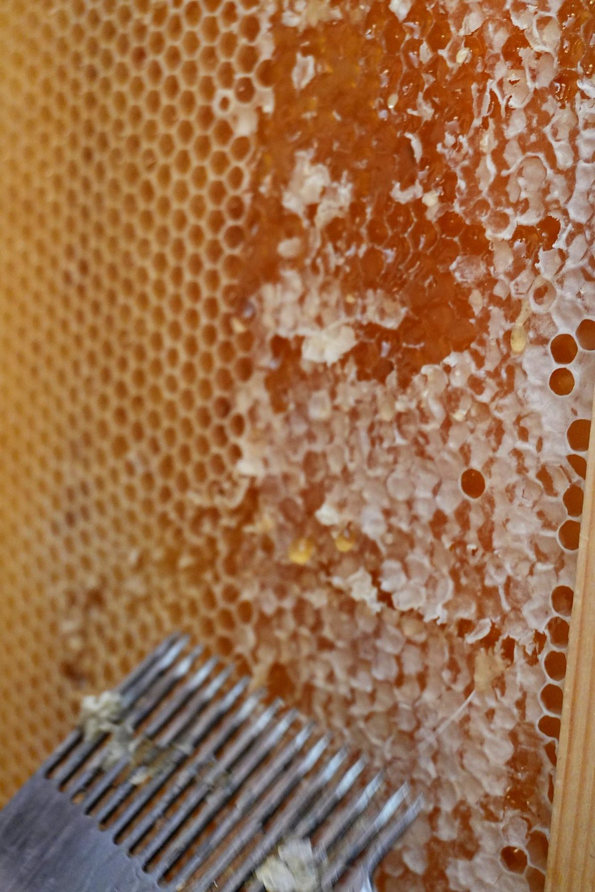 Uncapping the honeycomb before extraction