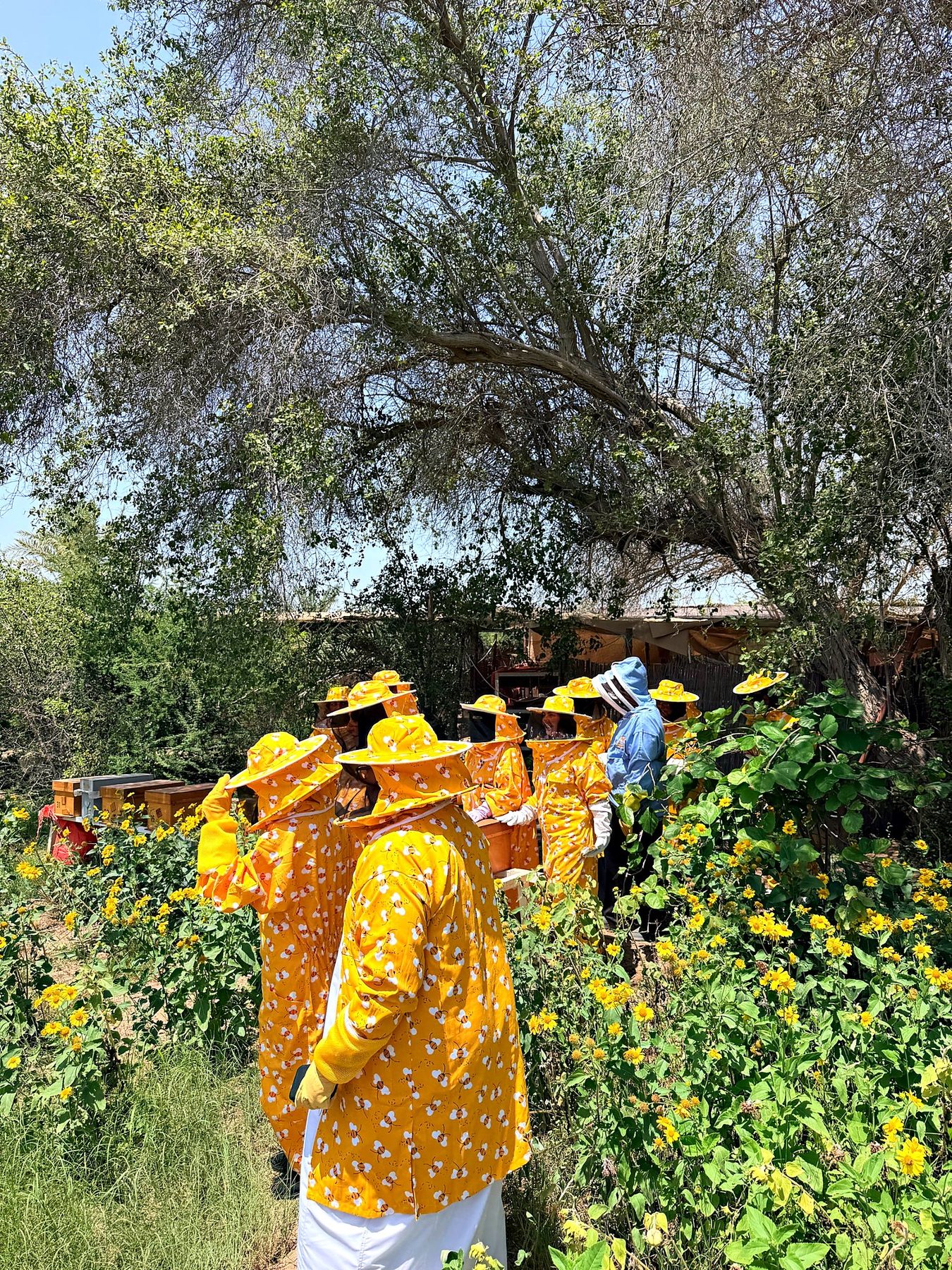 Walking to the hives through the yellow flowers