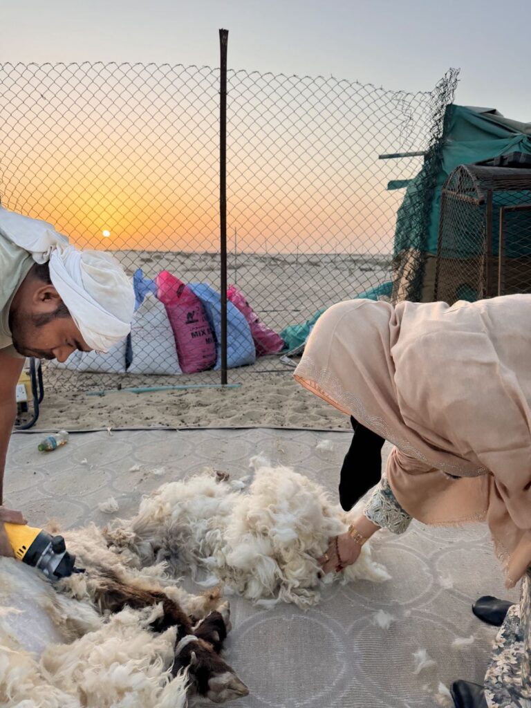 Shearing sheep at sunset at Umm Hamad's farm