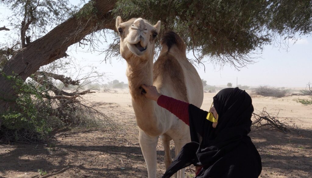 Umm Saif with her camel under a tree in the desert