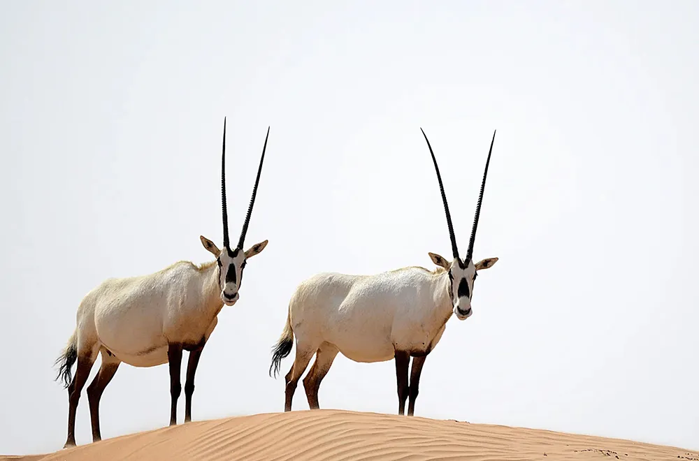 محمية المها العربي