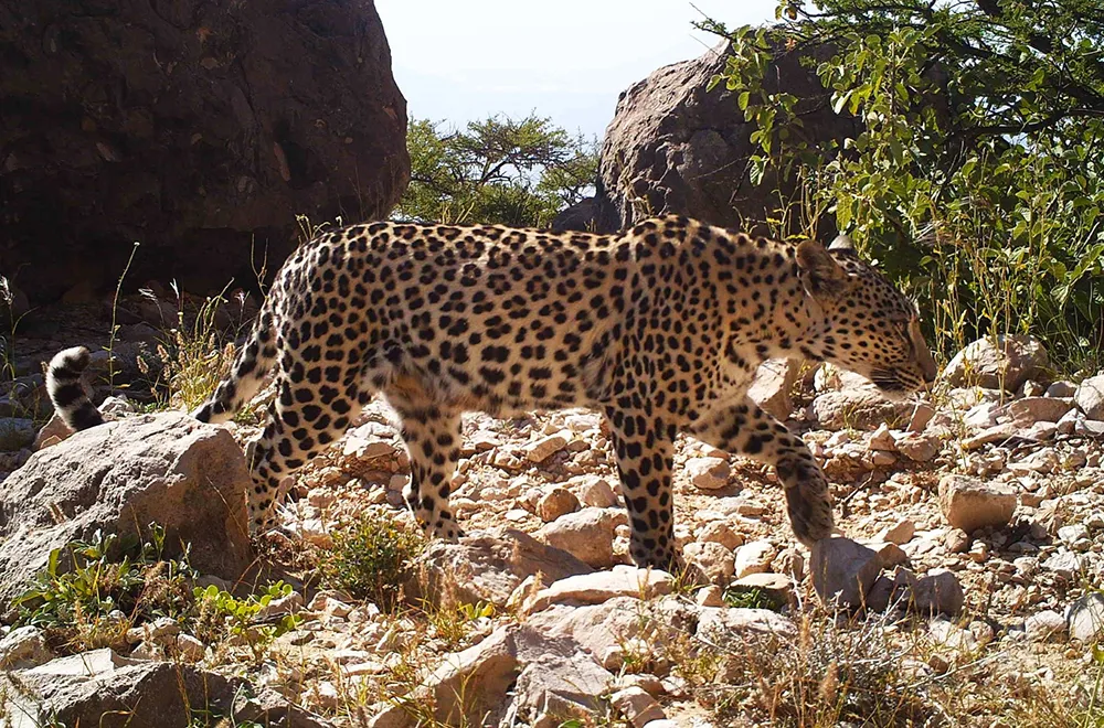 محمية جبل سمحان الطبيعية