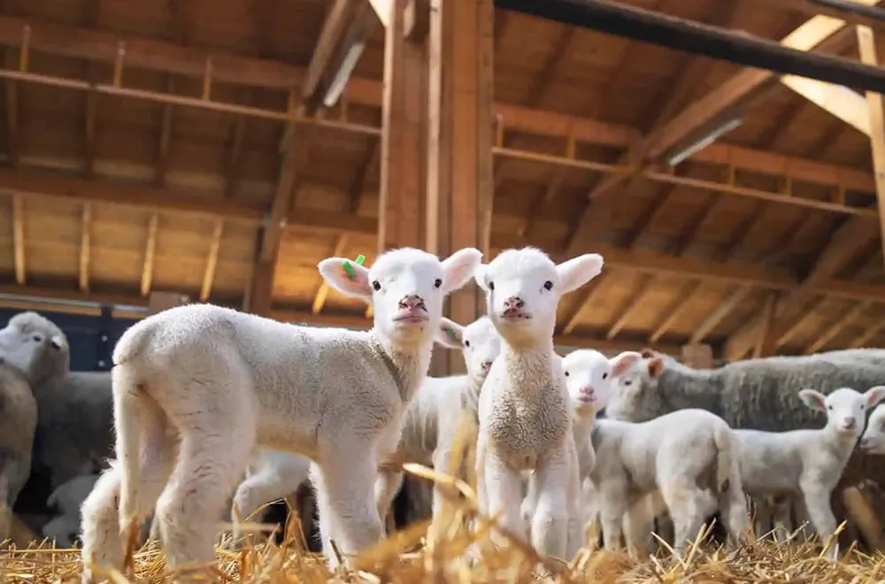 السياحة-الزراعية-وتأثيرها-على-الصحة-النفسية-04 التفاعل مع الحيوانات في المزارع ورعايتها