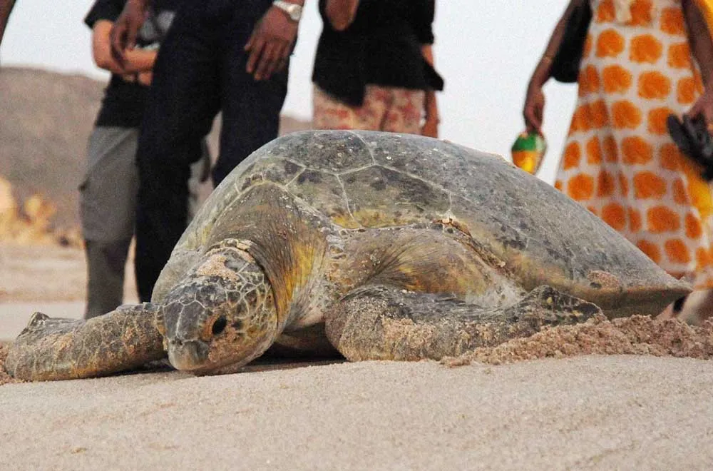 سلحفاة بحرية