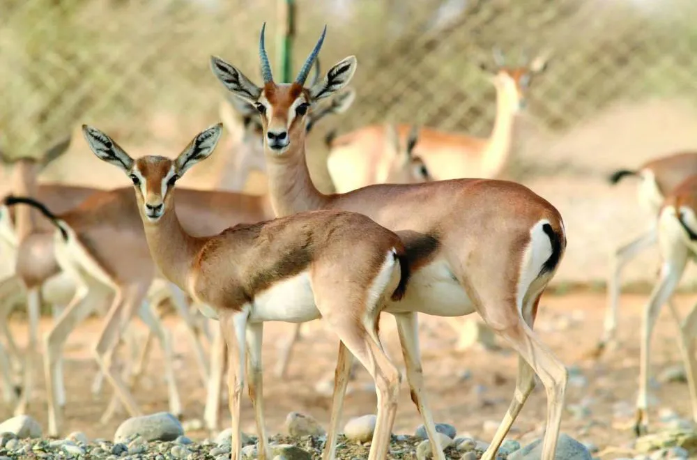 محمية السليل الطبيعية .. رمز الحفاظ على البيئة العمانية