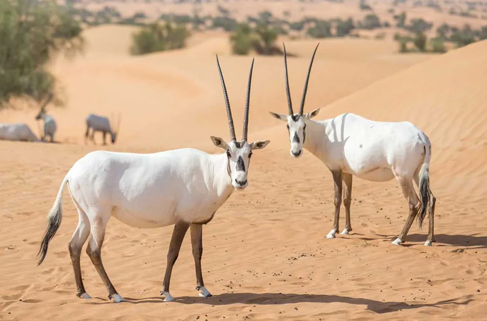 المها العربي 