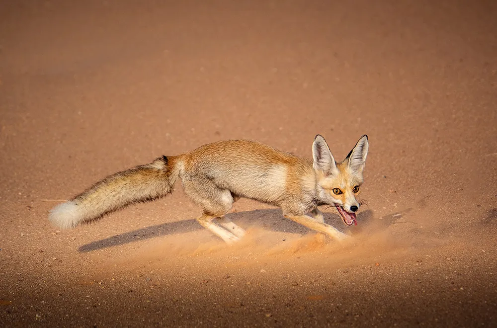الثعلب الرملي