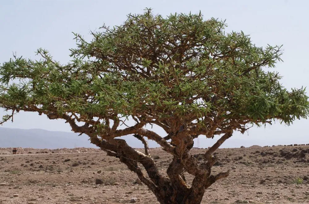 شجرة اللبان