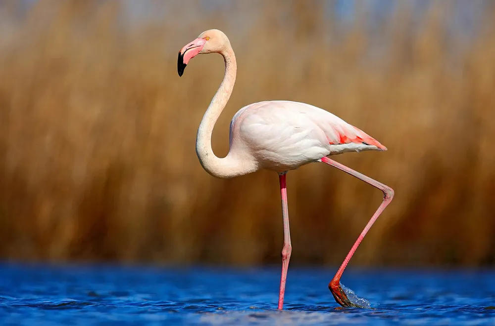 طائر الفلامنجو 