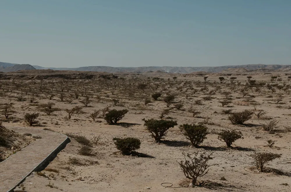 محمية وادي دوكة وأشجار اللبان التاريخية