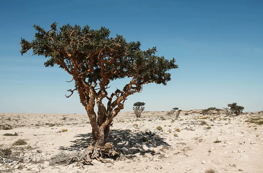 أشجار اللبان
